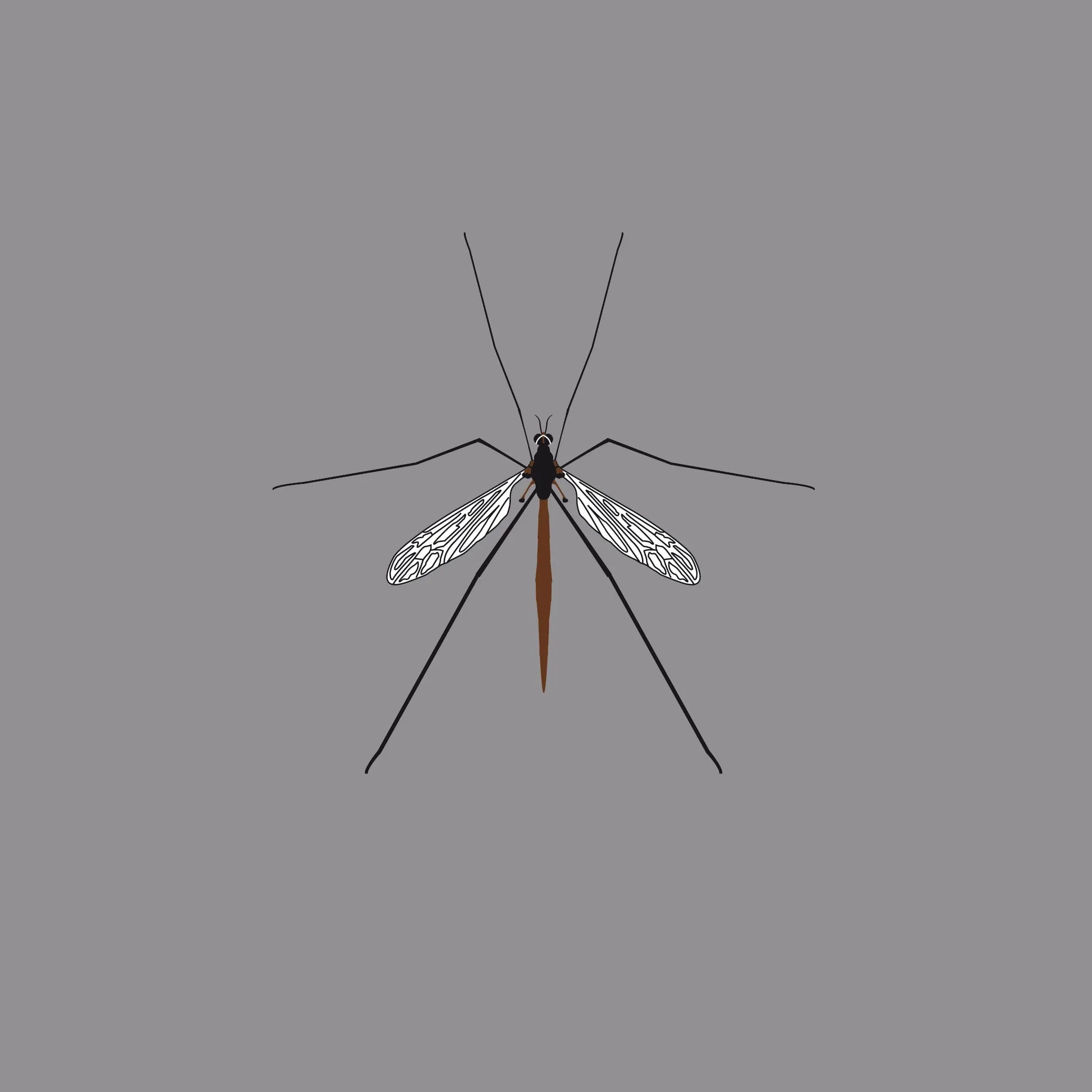 Crane Fly