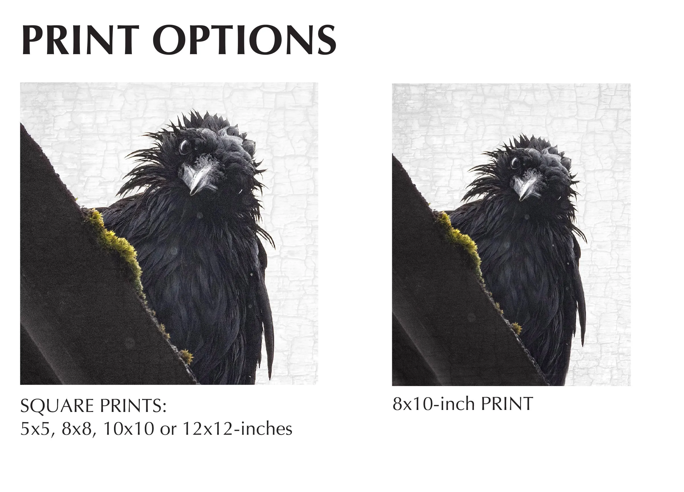 FRAZZLED 2/TOO - Fine Art Print, Crow Portrait Series