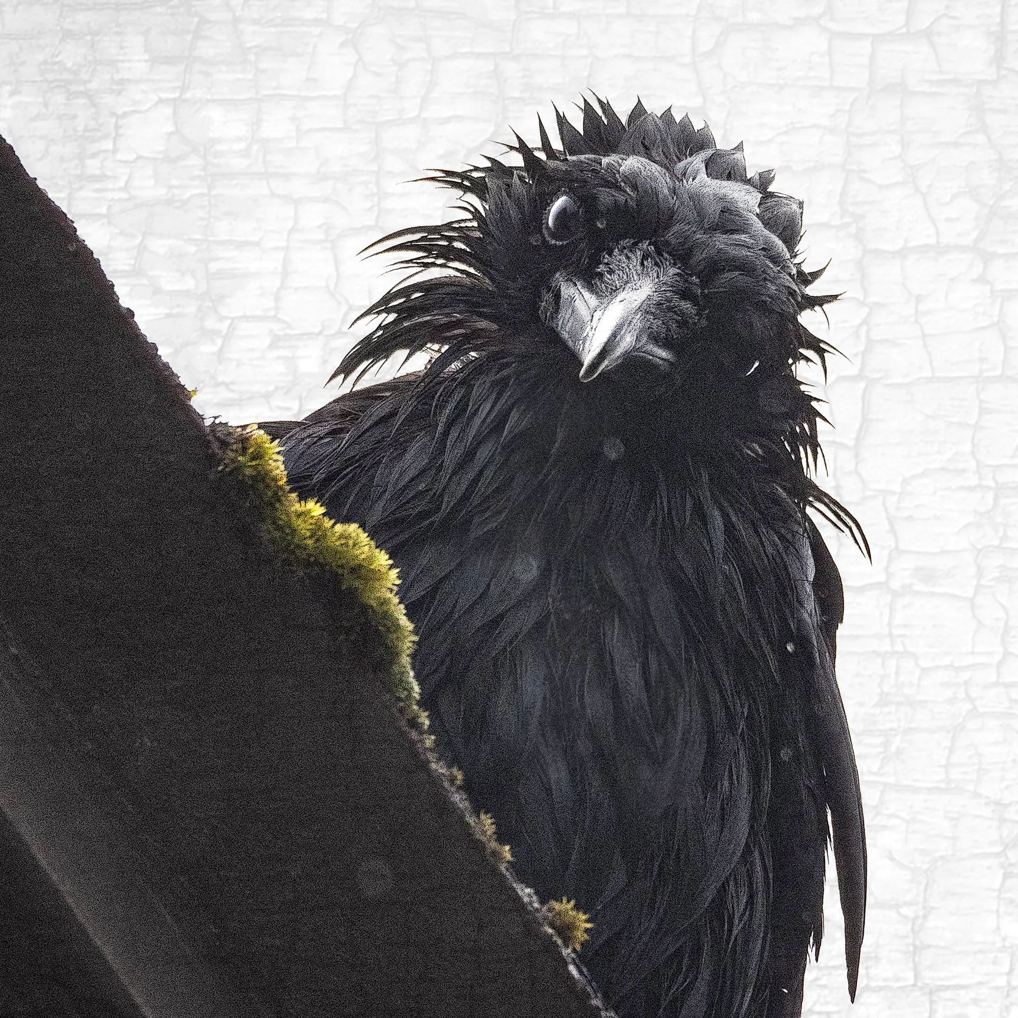 FRAZZLED 2/TOO - Fine Art Print, Crow Portrait Series