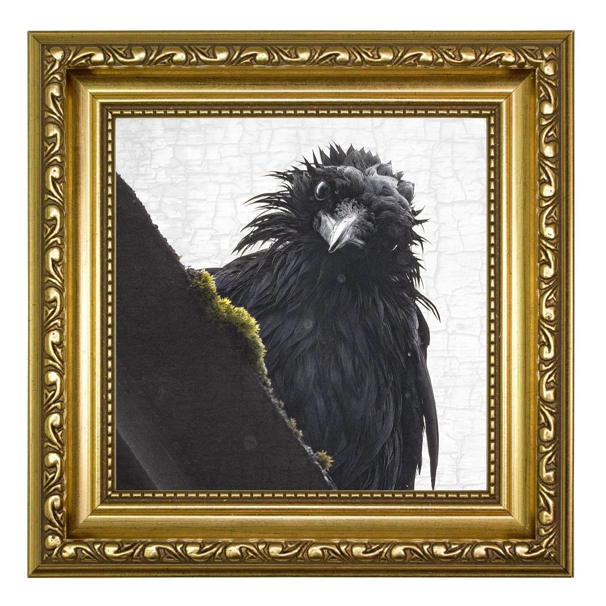 FRAZZLED 2/TOO - Fine Art Print, Crow Portrait Series