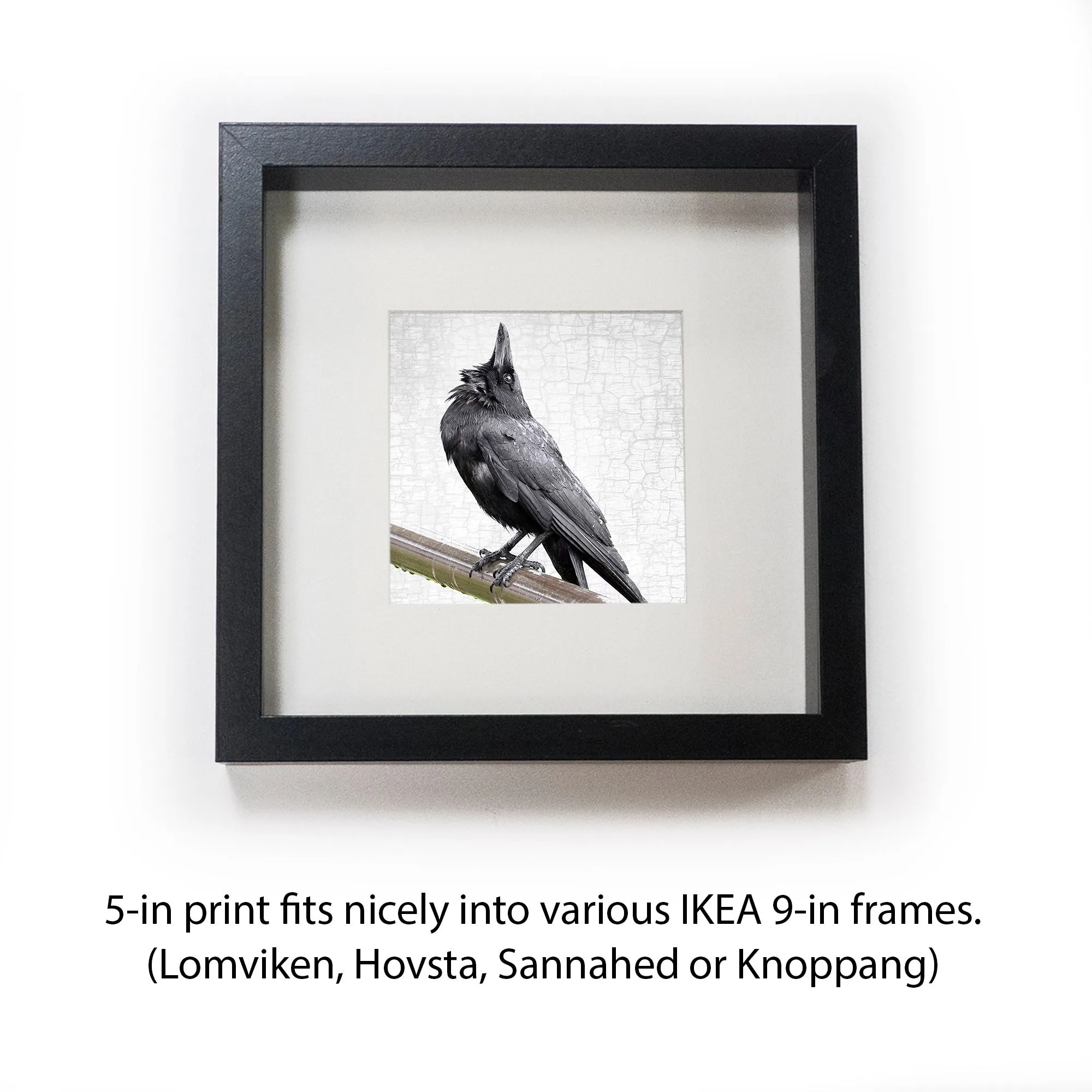 LOOK WAY UP - Fine Art Print, Crow Portrait Series