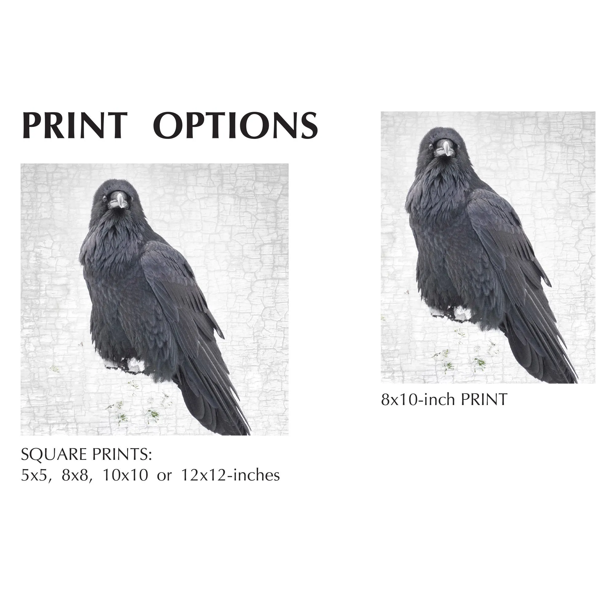 RAVEN FINERY - Fine Art Print, Raven Portrait Series