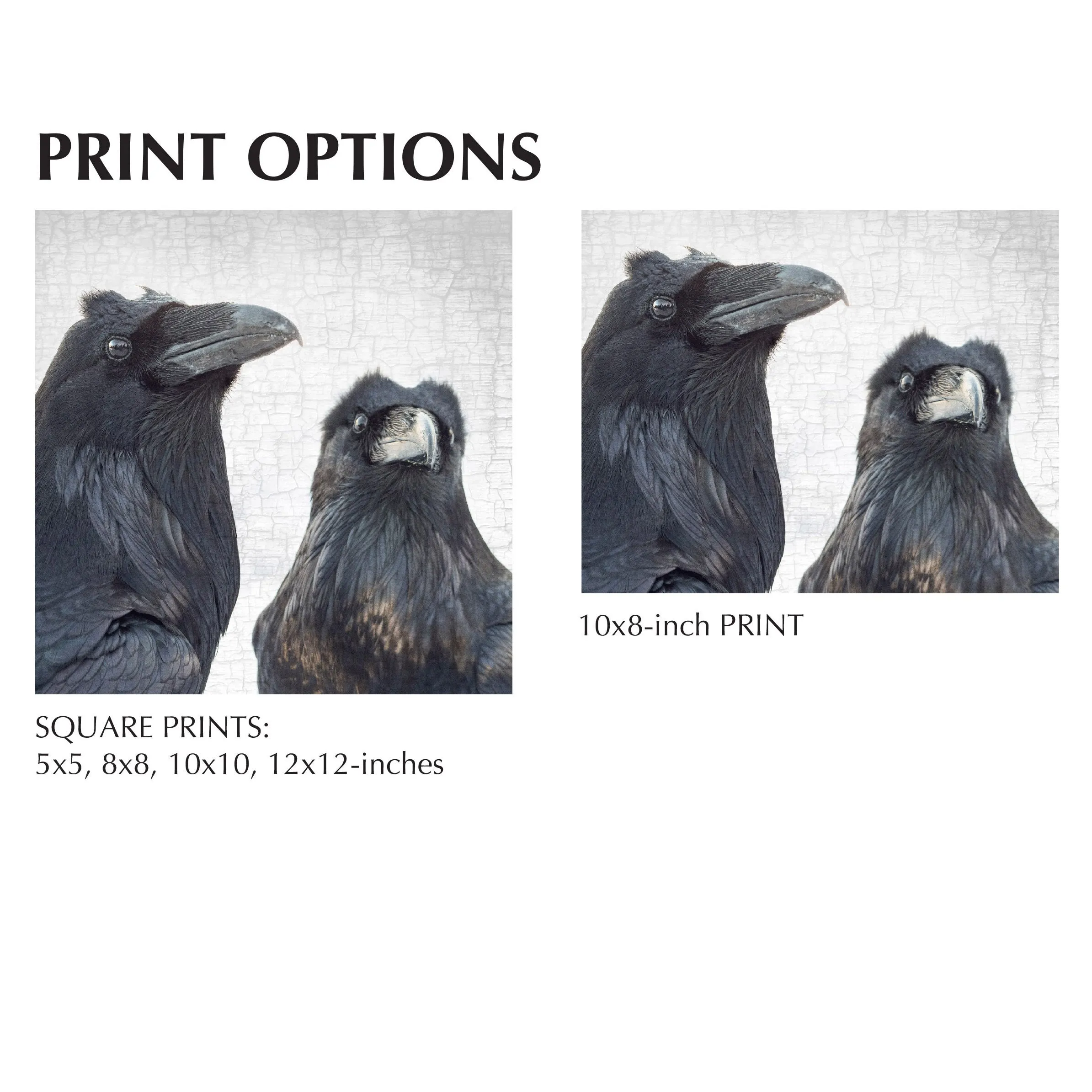 SCENES FROM A MARRIAGE 2 - Fine Art Print, Raven Portrait Series